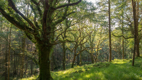Bodilsen are helping to create green spaces for people and wildlife with the Woodland Trust
